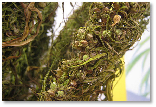 us-hemp-ukraine-aid-cannabis-seeds