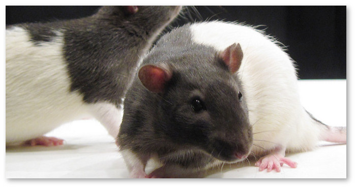 cannabis-brain-rats-05-27-720x340