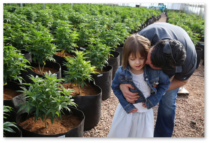 charlottes-web-cannabis