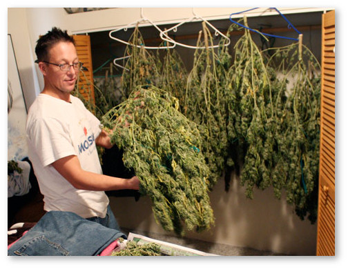 t1larg.marijuana.overview.cnn