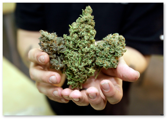 medical-marijuana-large-bud