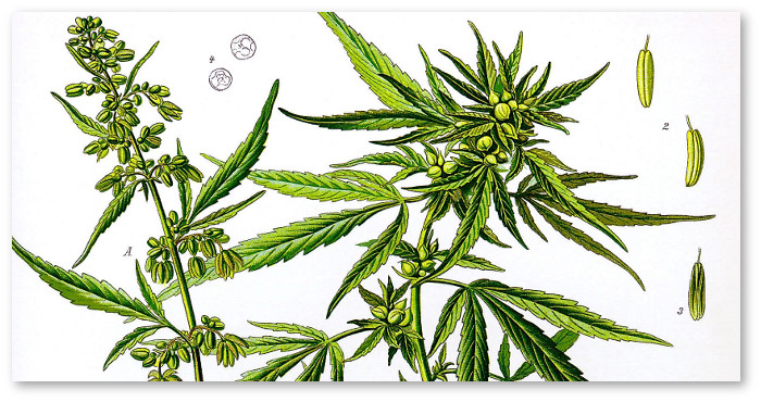 hemp-marijuana-difference-1