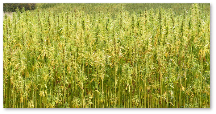 hemp-marijuana-difference-3