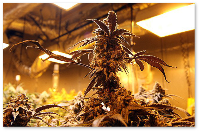 indoor-cannabis