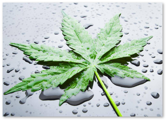 marijuana water1