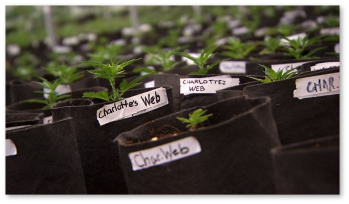 charlottes-web