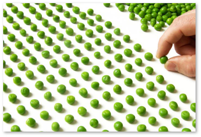 peas-lined-up-in-a-row