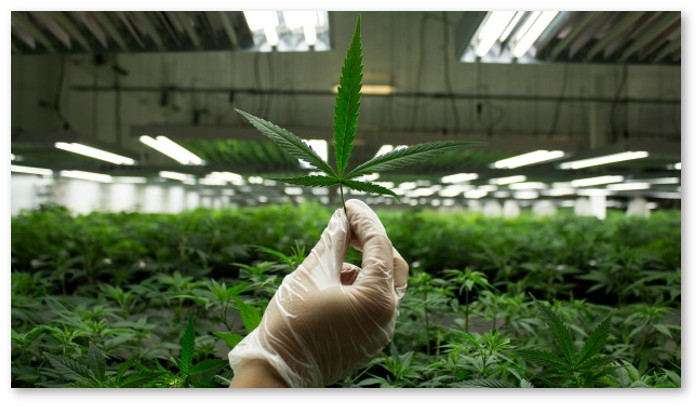 first-nations-medical-marijuana