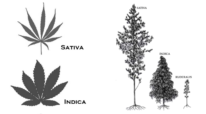 indica-vs-sativa2