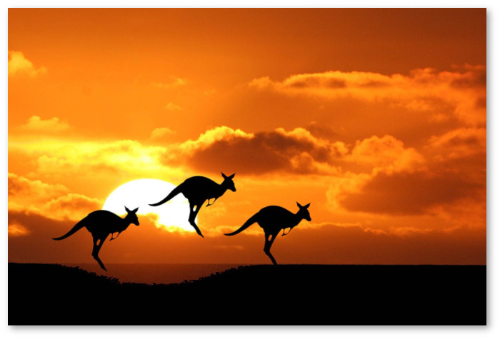 kangaroos-australia-animals