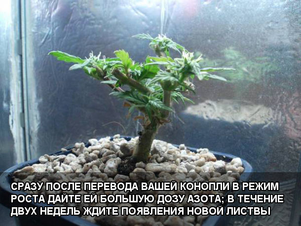 Сразу после перевода вашей конопли в режим роста дайте ей большую дозу азота; в течение двух недель ждите появления новой листвы
