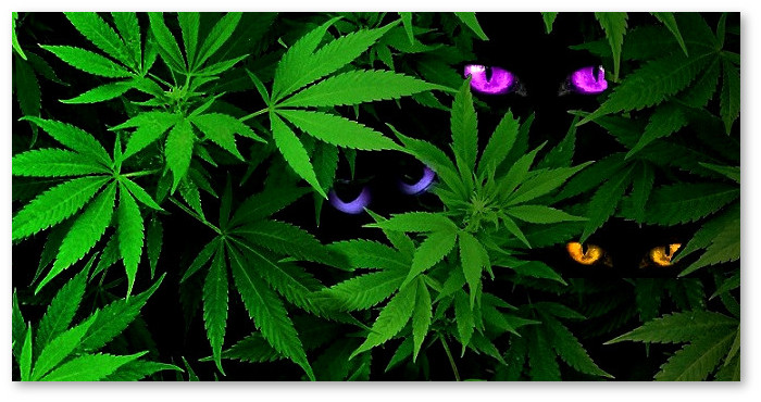 why-marijuana-paranoid