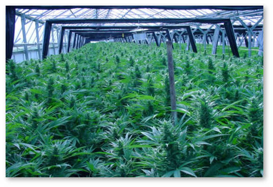 Marijuana-Greehouses