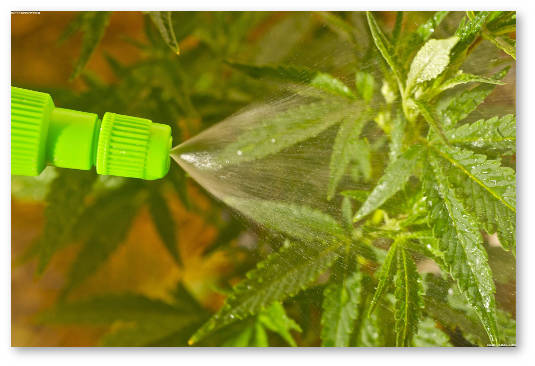 how-to-grow-pot-foliar-feeding-marijuana-buds