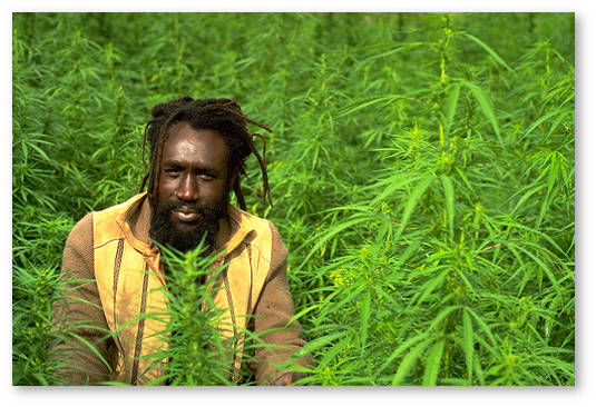 jamaica-marijuana