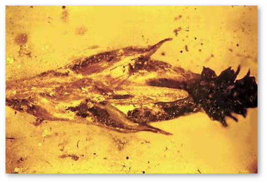 palaeoclaviceps-parasiticus