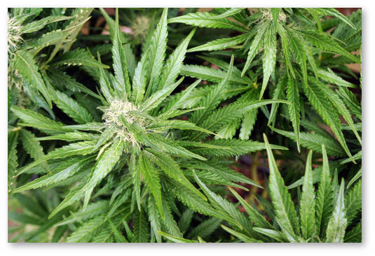 cannabis-plants