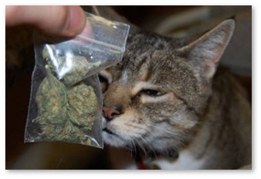 cat-smelling-weed