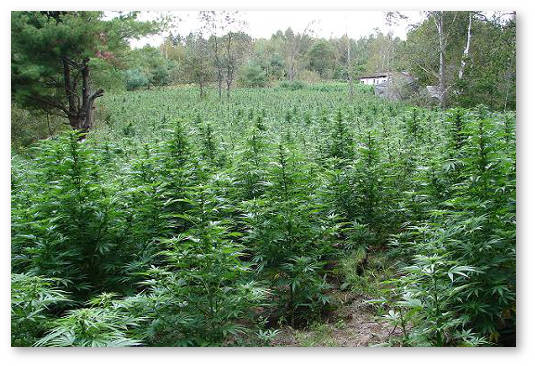 growing_marijuana_outdoors