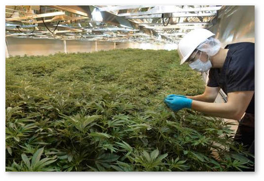 worlds-largest-pot-facility