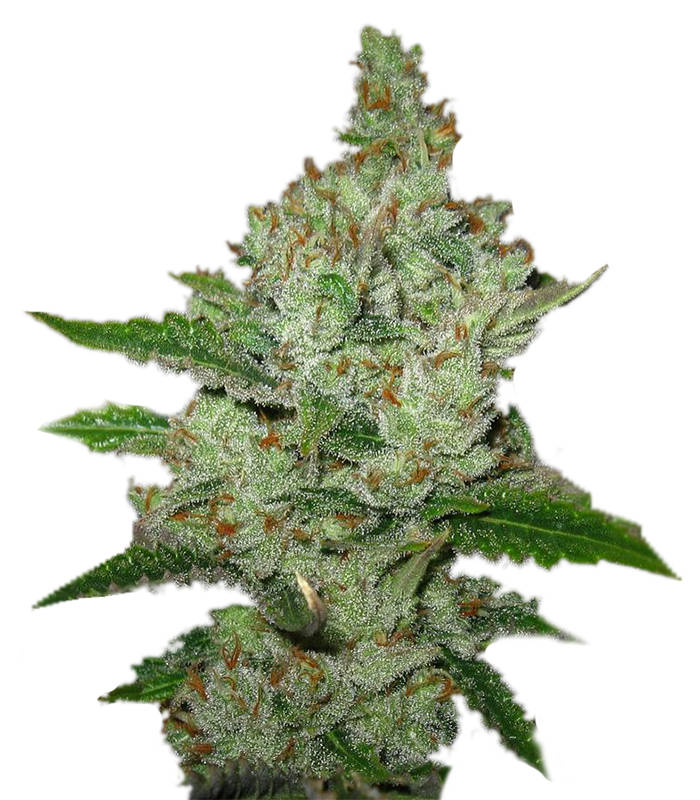Super-Lemon-Haze-Green-House-Seeds