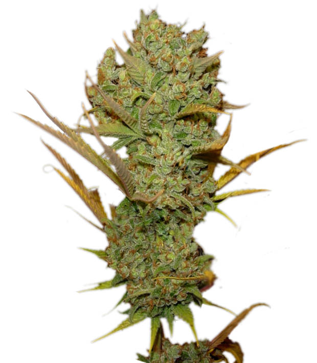 Super-Silver-Haze-Greenhouse-Seeds