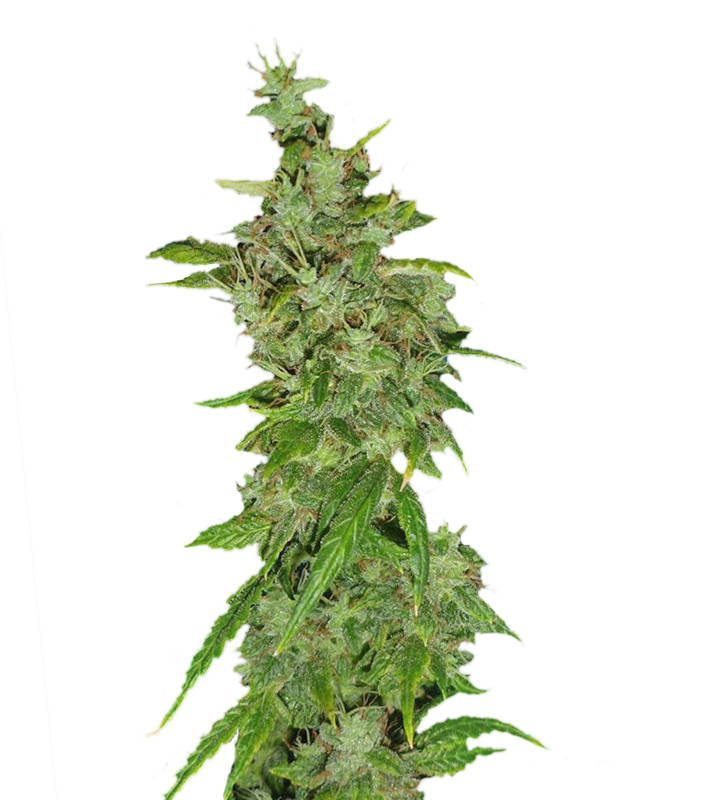 Tangerine-Dream-Barneys-Farm