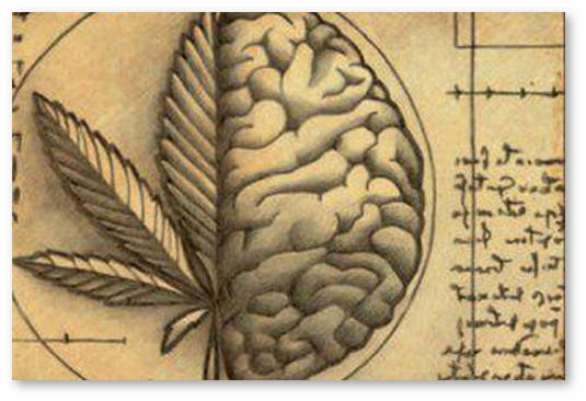 endokannabinoidnaya-sistema
