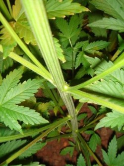 konoplya-s-gustoj-kronoj