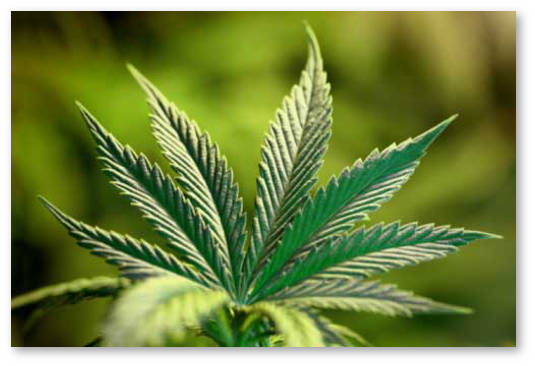 legalnye-preparaty-iz-konopli