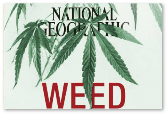 national-geographic-medicinskaya-marixuana