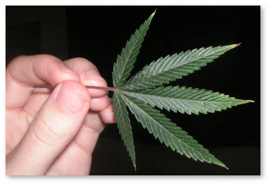 novosti-legalizacii-marixuany