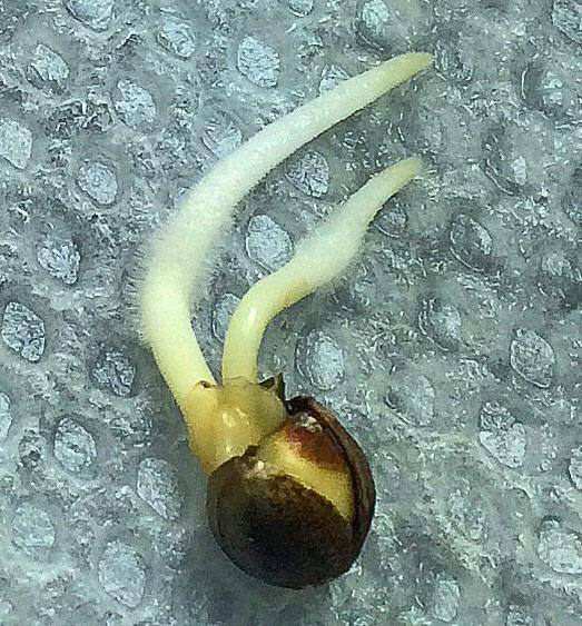 dvojnoj-koreshok-u-konoplyanoj-semechki-Dank-Naturally