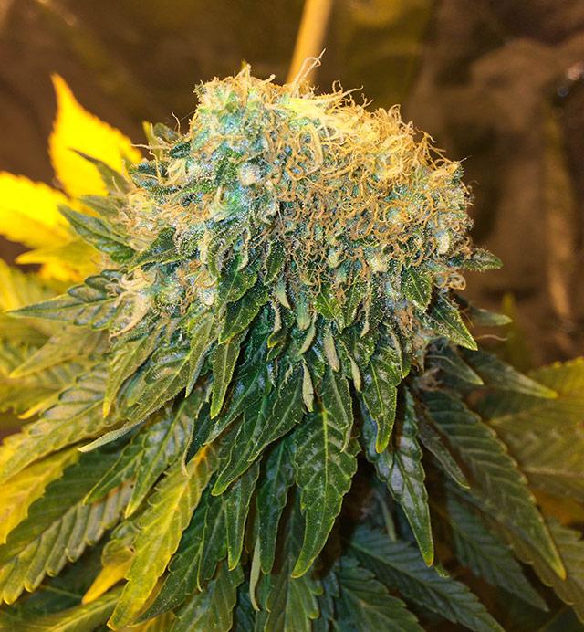 fasetochnaya-shishka-B-Baldazzi-2