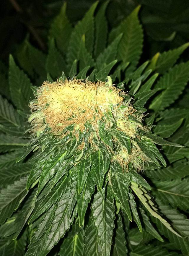 fasetochnoe-socvetie-B-Baldazzi-3