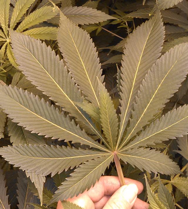 konoplyanye-listya-mutanty-J-Peterson