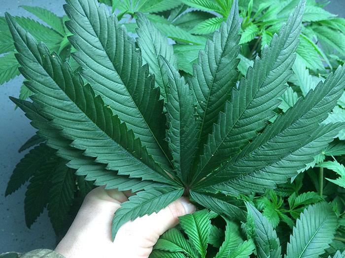 list-konopli-s-mutaciej-Evan-from-Flint-MI