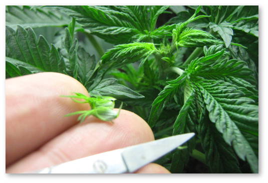 prishhipyvanie-steblya-konopli