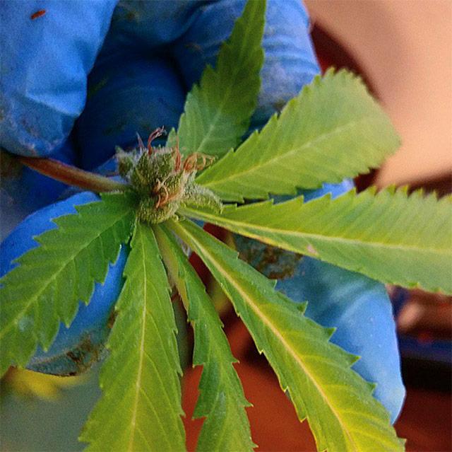 shishka-u-osnovaniya-lista-konopli-A-Lein