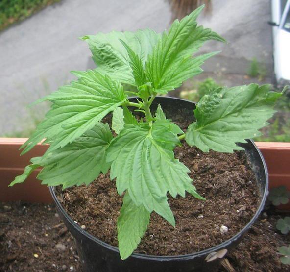 sort-konopli-ducksfoot