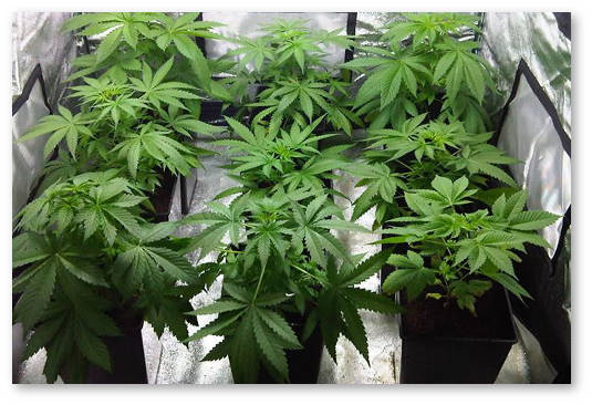 vyrashhivanie-konopli-v-zakrytom-grunte