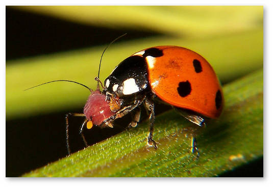 bozhya-korovka-est-pautinnogo-kleshcha