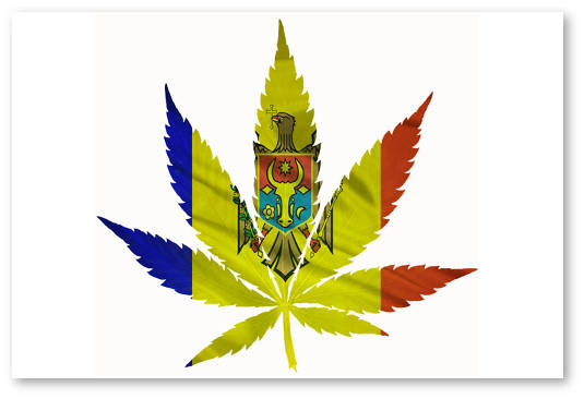 legalizaciya-konopli-v-moldavii