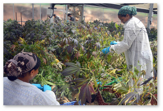medicinskaya-marihuana-v-izraile