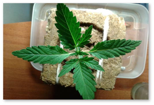 peresadka-avtocvetov-bez-stressa-01