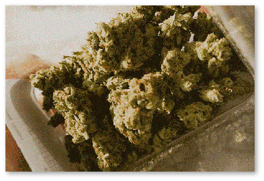 politika-asmterdama-v-otnoshenii-konopli