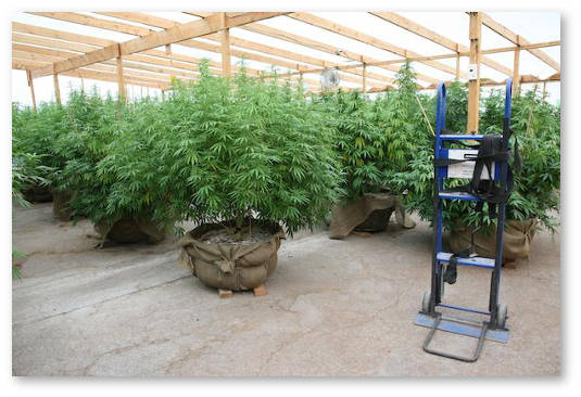 sadovaya-zemlya-v-indore