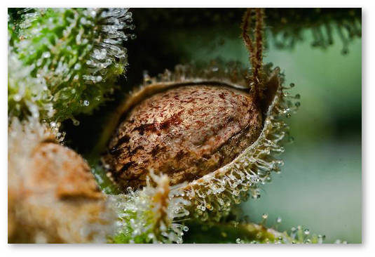 kak-sdelat-svoj-sort-konopli