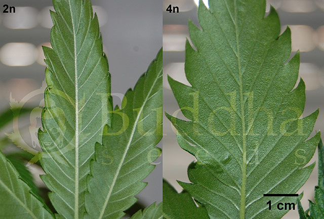 listya-tetraploidnoj-konopli