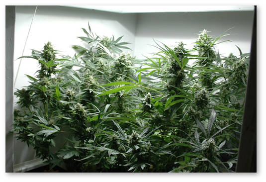 nebolshoj-indornyj-grov